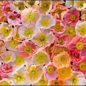 Meet your Posher, Noelle